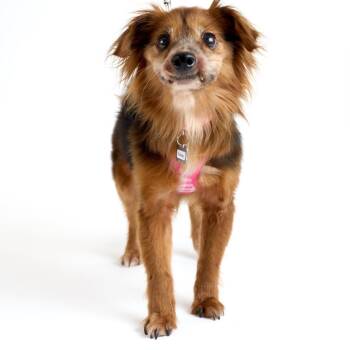 Shetland Sheepdog Sheltie and Dachshund Dogs Available for Adoption - Subway 13894 | PetCurious