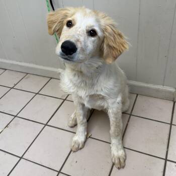 Retriever Dogs Available for Adoption - TUSC-Stray-83866 | PetCurious