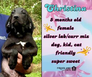 Labrador Retriever and Black Mouth Cur Dogs Available for Adoption in Lumberton, Texas - Christina | PetCurious