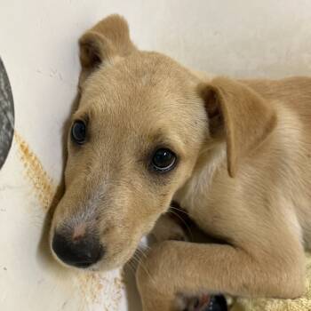 Rescue Labrador Retriever Dogs for Adoption in Palestine, Texas - Sparkle | PetCurious