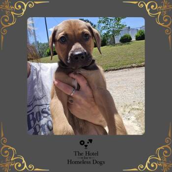 Labrador Retriever and Hound Dogs Available for Adoption in Cumberland, Rhode Island - Dozer | PetCurious