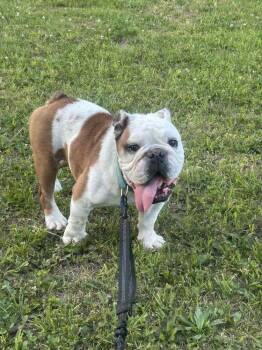 Winston -  English Bulldog Dog for Adoption in Evansville, Indiana - Winston | PetCurious