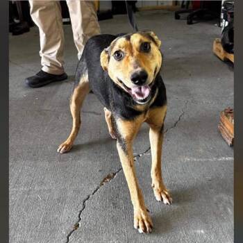 Rescue Mixed Breed Dogs for Adoption in Rockville, Maryland - Tiger | PetCurious