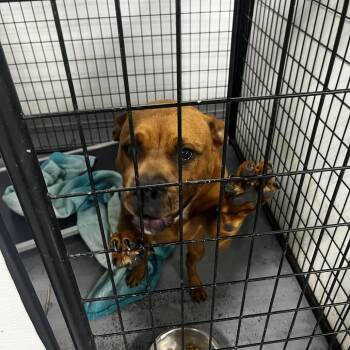 Terrier Dogs Available for Adoption in St. Louis, Missouri - Turbo Terry | PetCurious