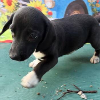 Beagle Dogs Available for Adoption in Aledo, Texas - Daisy | PetCurious