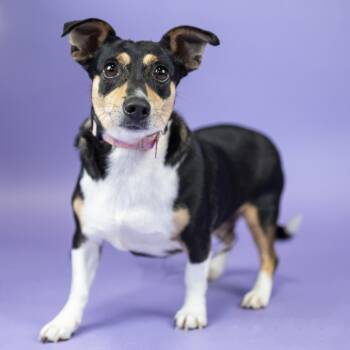Mini -  Chihuahua Dog for Adoption in Portland, Oregon - Mini | PetCurious