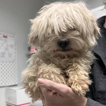 Murphy -  Shih Tzu Dog for Adoption in Salt Lake City, Utah - Murphy | PetCurious