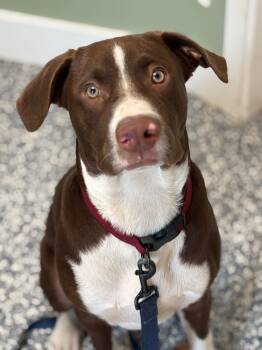 Rescue Boxer and Mixed Breed Dogs for Adoption in Carthage, Missouri - Bayou | PetCurious