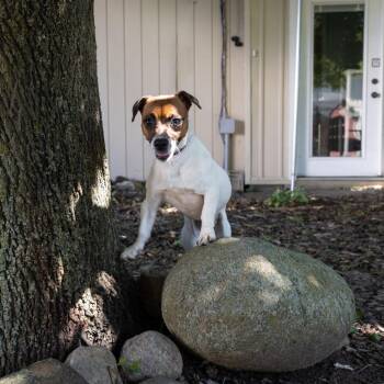 Roxi -  Jack Russell Terrier and Mixed Breed Dog for Adoption in Mckean, Pennsylvania - Roxi | PetCurious