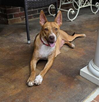 Maya -  Mixed Breed Dog for Adoption in Rossville, Tennessee - Maya | PetCurious