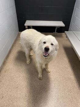 Marshmallow -  Great Pyrenees Dog for Adoption in Troy, Ohio - Marshmallow | PetCurious