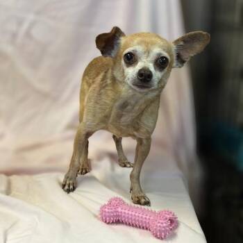 Mario -  Chihuahua Dog for Adoption in Lebanon, Tennessee - Mario | PetCurious