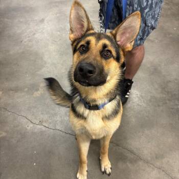 Ethan -  German Shepherd Dog Dog for Adoption in Tampa, Florida - Ethan | PetCurious