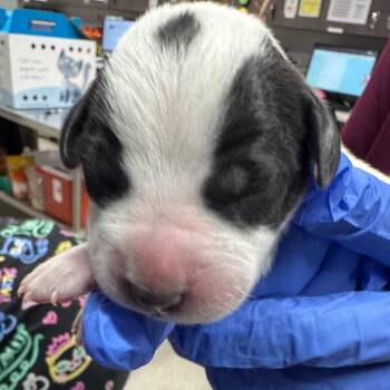 Rio -  Terrier Dog for Adoption in Tampa, Florida - Rio | PetCurious