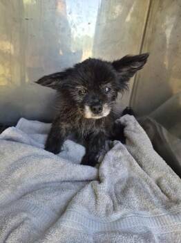 Chihuahua Dogs Available for Adoption in Lawrenceville, Georgia - Pen 215 Chiquita | PetCurious