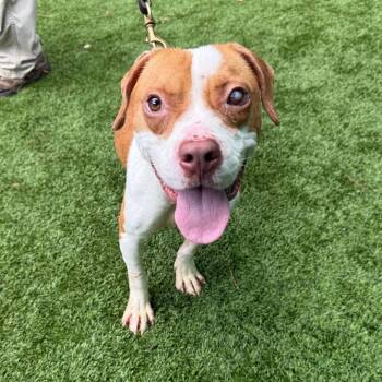 Carl 5199 -  Mixed Breed Dog for Adoption in Hamilton, Georgia - Carl 5199 | PetCurious