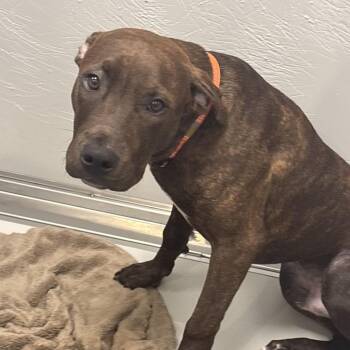 Porter -  Mixed Breed Dog for Adoption in Allentown, Pennsylvania - Porter | PetCurious