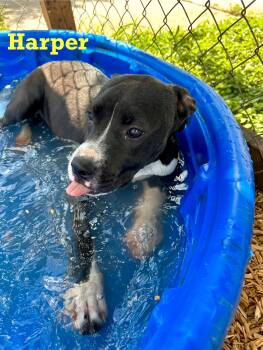 Rescue Mixed Breed Dogs for Adoption in Spring, Texas - Harper | PetCurious