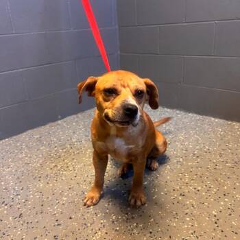 TUSC-Stray-85012 -  Hound and Pit Bull Terrier Dog for Adoption in Tuscaloosa, Alabama - TUSC-Stray-85012 | PetCurious