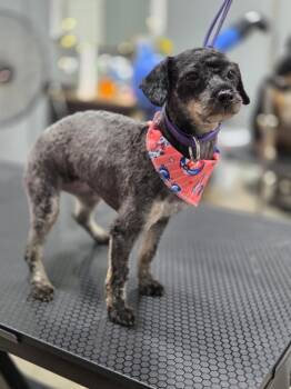 Abby -  Poodle Dog for Adoption in Valparaiso, Indiana - Abby | PetCurious