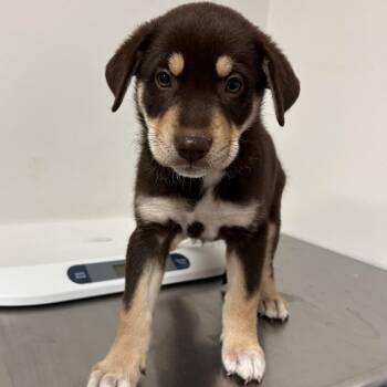 Shepherd and Husky Dogs Available for Adoption in Edinburg, Texas - Samantha | PetCurious