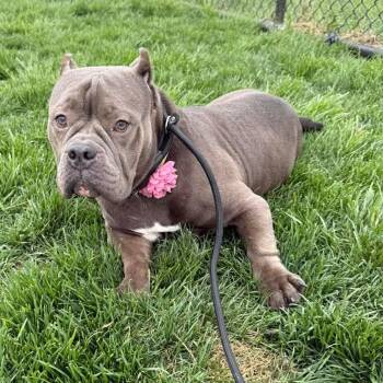 Bulldog Dogs Available for Adoption in Plainfield, Illinois - Opal | PetCurious