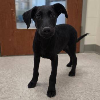 Newt -  Mixed Breed Dog for Adoption in Fredericksburg, Virginia - Newt | PetCurious