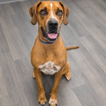 Trevor -  Mixed Breed Dog for Adoption in Sarasota, Florida - Trevor | PetCurious