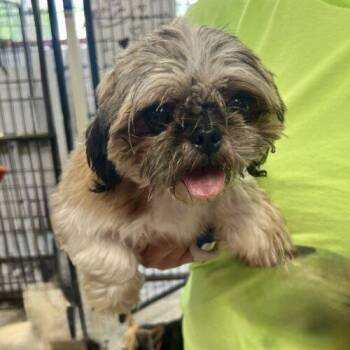 Shih Tzu Dogs Available for Adoption in Broken Arrow, Oklahoma - JWill | PetCurious