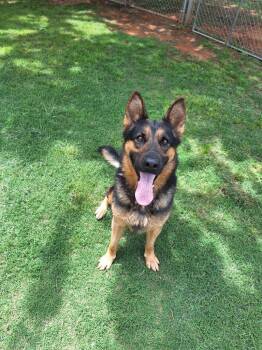 Amara -  German Shepherd Dog Dog Available for Adoption in Noble, Oklahoma - Amara | PetCurious
