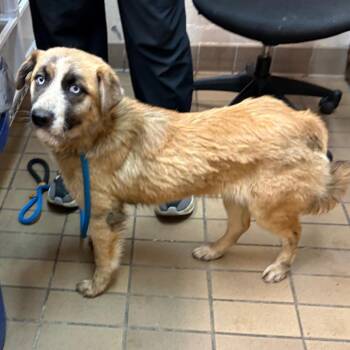 Cleo -  Collie and Mixed Breed Dog for Adoption in Birmingham, Alabama - Cleo | PetCurious