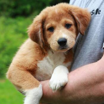 Australian Shepherd and Mixed Breed Dogs Available for Adoption in Eastford, Connecticut - CT Bubblicious | PetCurious