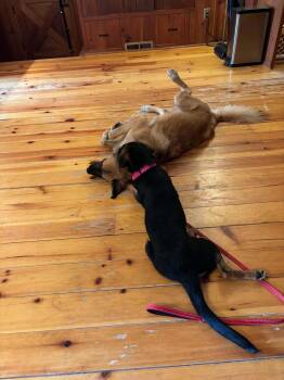 Gertie -  Dachshund Dog for Adoption in Monticello, New York - Gertie | PetCurious