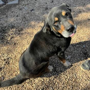 Rescue Black Labrador Retriever Dogs for Adoption in Pineville, Missouri - Rebel | PetCurious