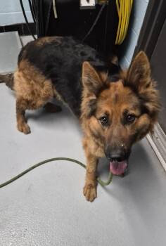 German Shepherd Dog Dogs Available for Adoption in Lawrenceville, Georgia - Pen 122 | PetCurious