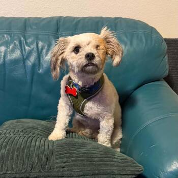 Scout -  Miniature Poodle and Shih Tzu Dog for Adoption in Boulder, Colorado - Scout | PetCurious