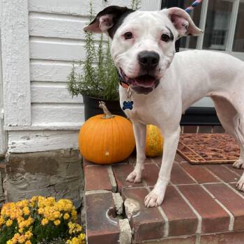Maisy -  Boxer Dog for Adoption in Leesburg, Virginia - Maisy | PetCurious