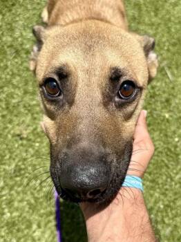 Cayde-6 -  Mixed Breed Dog for Adoption in Wichita, Kansas - Cayde-6 | PetCurious