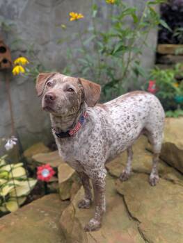 Dallas - COURTESY LISTING -  Australian Cattle Dog Blue Heeler and Pointer Dog for Adoption in Algood, Tennessee - Dallas - COURTESY LISTING | PetCurious