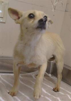 Chihuahua Dogs Available for Adoption in Sacramento, California - GORDITA | PetCurious
