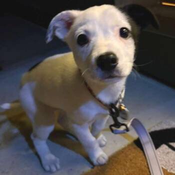 Mixed Breed Dogs Available for Adoption in Buffalo, Minnesota - Gualala | PetCurious