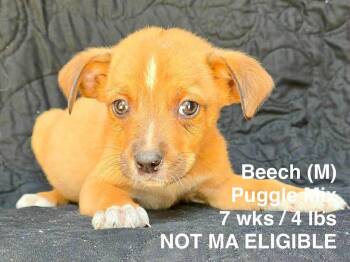 BEECH -  Pug and Beagle Dog for Adoption in Pomfret, Connecticut - BEECH | PetCurious