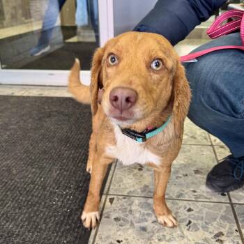 Beagle and Australian Shepherd Dogs Available for Adoption - Wilderness | PetCurious