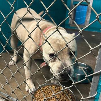 Pit Bull Terrier Dogs Available for Adoption - Punkin | PetCurious