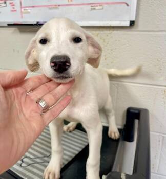Autumn -  Terrier Dog for Adoption in Newnan, Georgia - Autumn | PetCurious