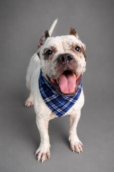 Mack -  English Bulldog and American Staffordshire Terrier Dog for Adoption in Hardeeville, South Carolina - Mack | PetCurious