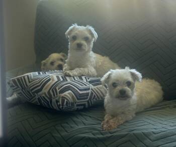 Twinkle -  Maltese Dog for Adoption in Rancho Cucamonga, California - Twinkle | PetCurious