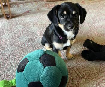 Dulcie -  Chihuahua Dog for Adoption in Emeryville, California - Dulcie | PetCurious