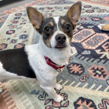 Parson Russell Terrier and Mixed Breed Dogs Available for Adoption in Wheaton, Illinois - Jax | PetCurious