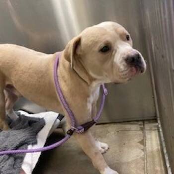 Rescue Pit Bull Terrier Dogs for Adoption in York, Pennsylvania - YORK-Stray-14425 | PetCurious